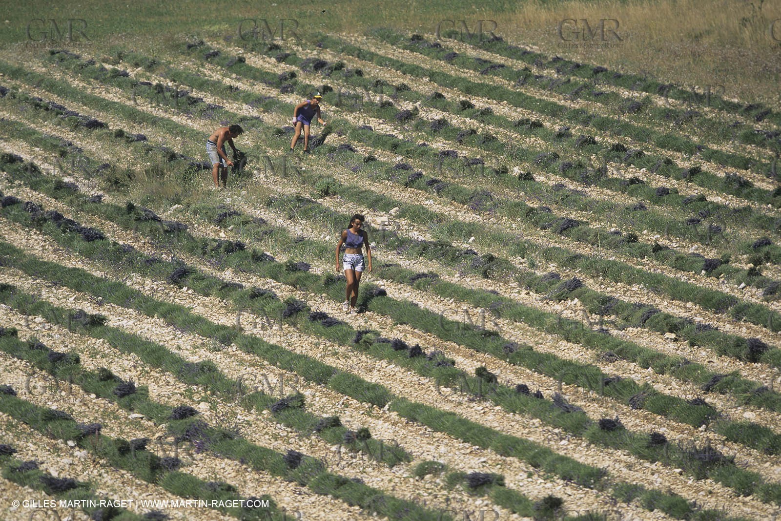 France, Provence, Lavender fields