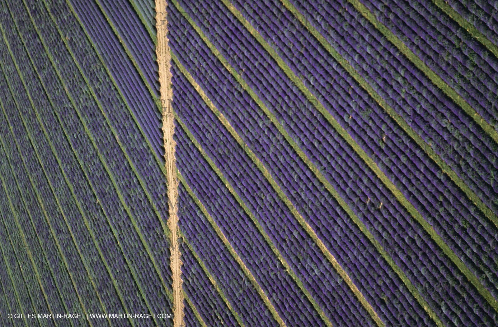 Juin 2005, Valensole (FRA,04) - Lavander fields