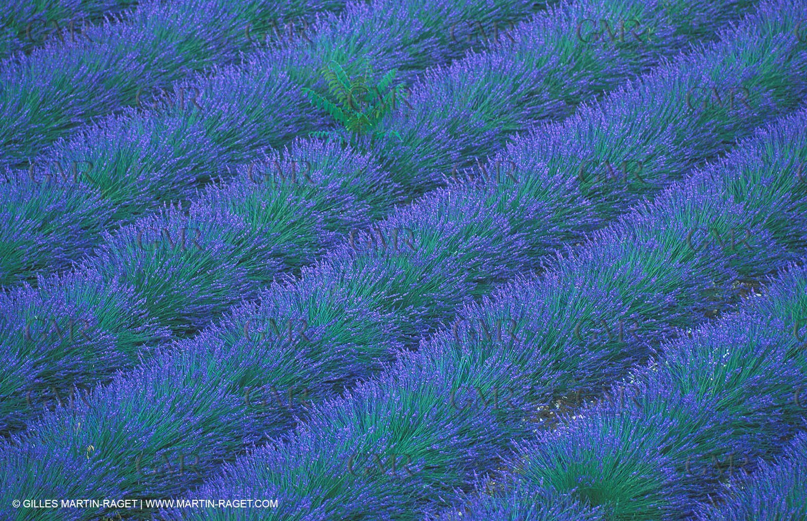 Lavander fields