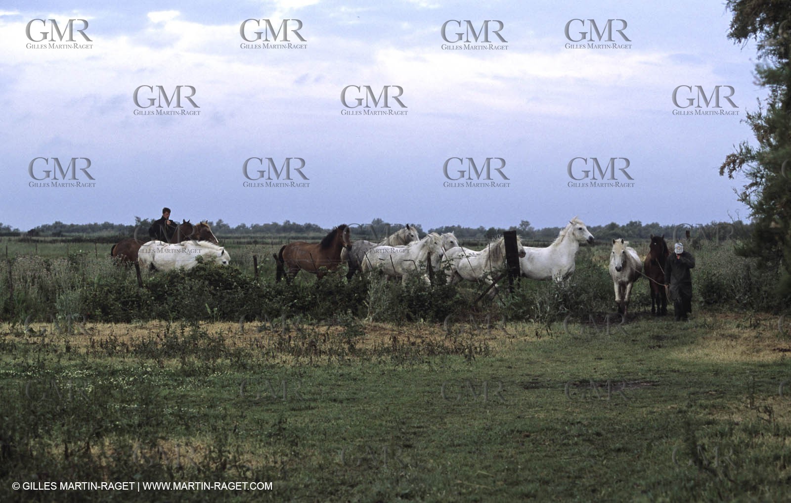 Arles - Camargue gardians (cow boys) at work