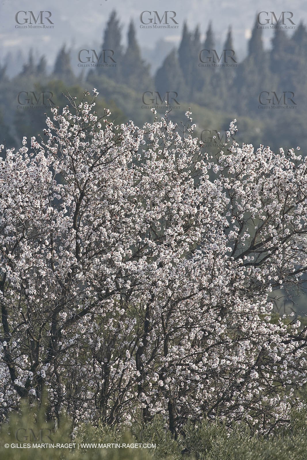 16 02 2008 - Les Baux de Provence (FRA, 13) - Alpilles hills landscapes