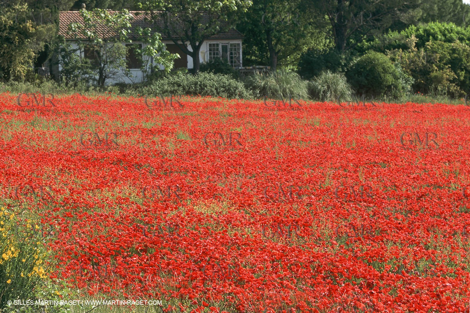 France - Languedoc-Roussillon - Nîmes Métropole - Costières