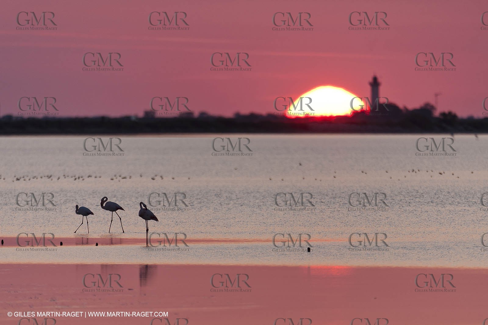 19 04 2011 - Arles (FRA,13) - Pink flamingos in La Gacholle Lighthouse vicinity