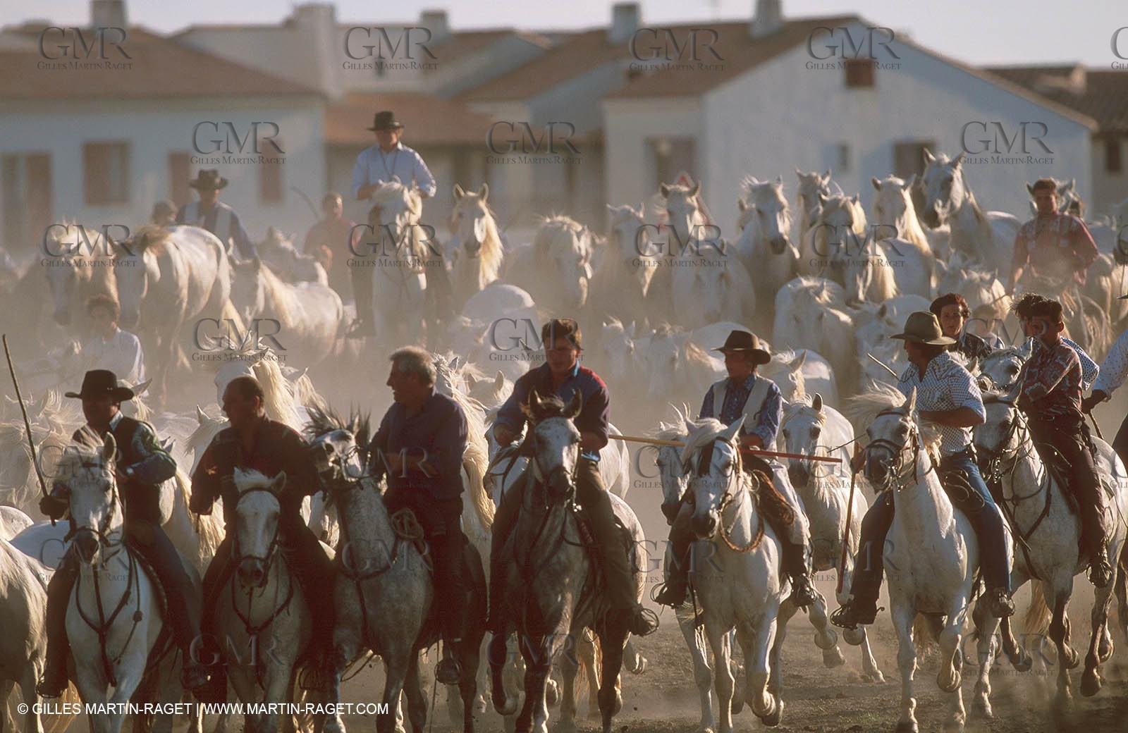 Camargue horses and bulls breeding