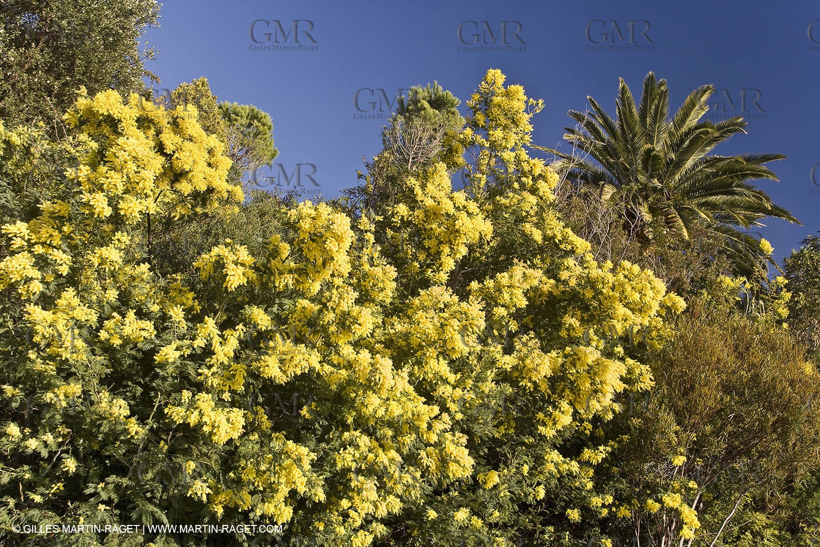 06 02 2008 - Théoule sur mer (FRA, 06) - Mimoses in full flower