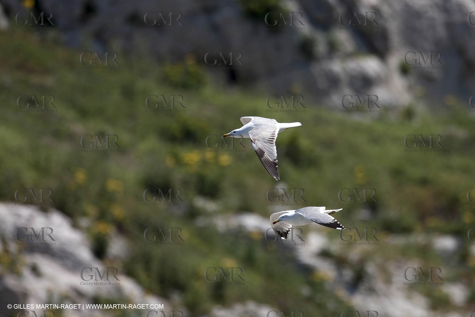07 05 2009 - Marseille (FRA, 13) - Les Calanques - Riou