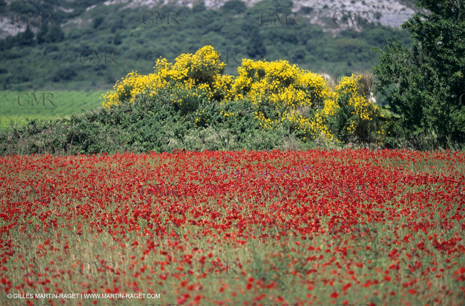 2000-2010- Les Alpilles (FRA,13) - Poppy fields
