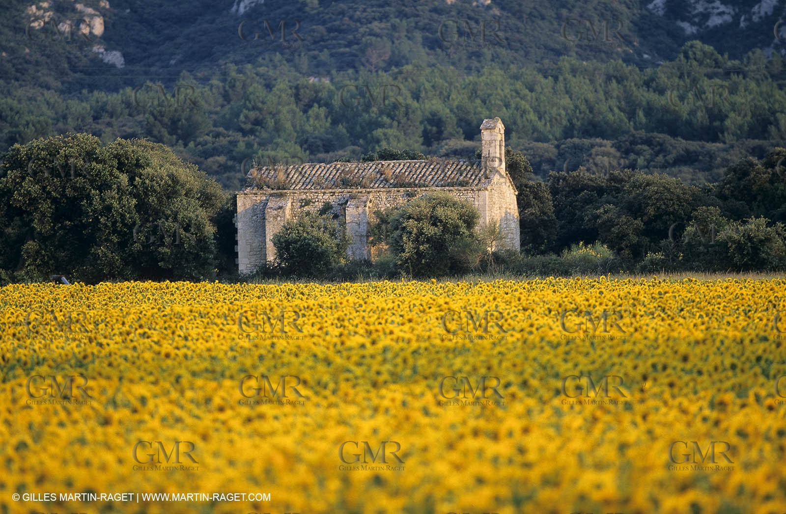 Alpilles (FRA,13) - Sunflower fields