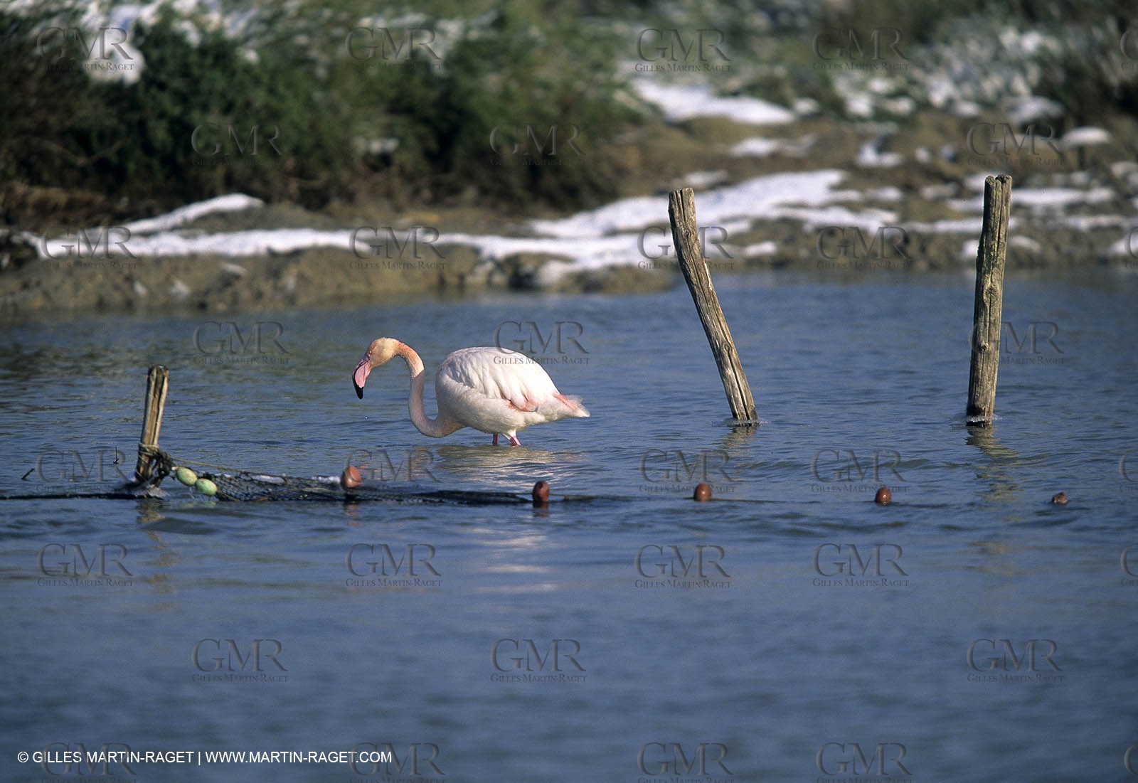 Provence under snow - Camargue