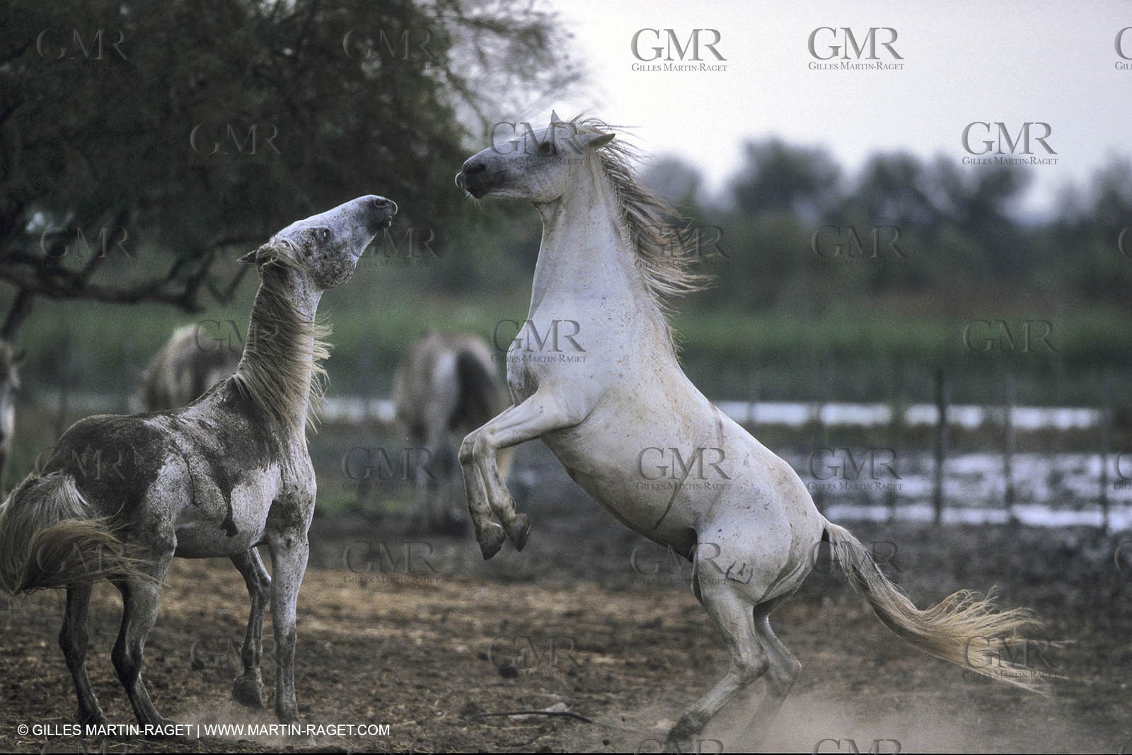 Camargue horses