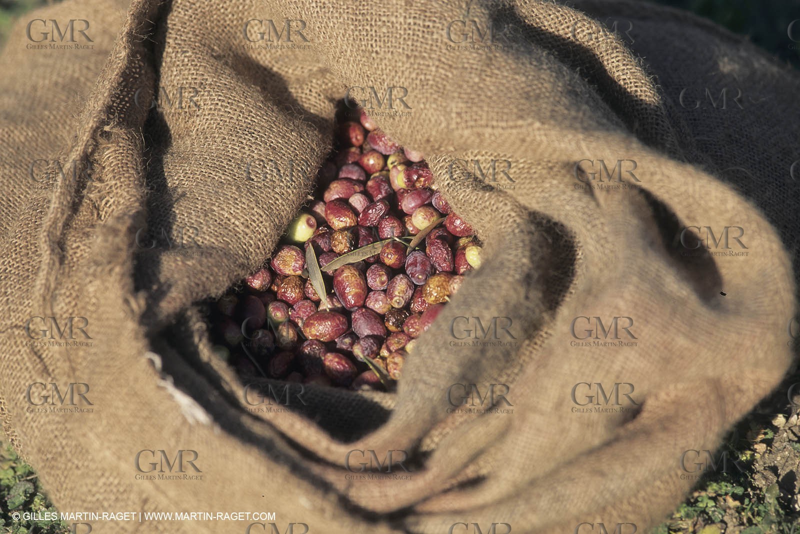 France, Provence, Alpilles, AOC Vallée des Baux, olive trees fields, olive oil production