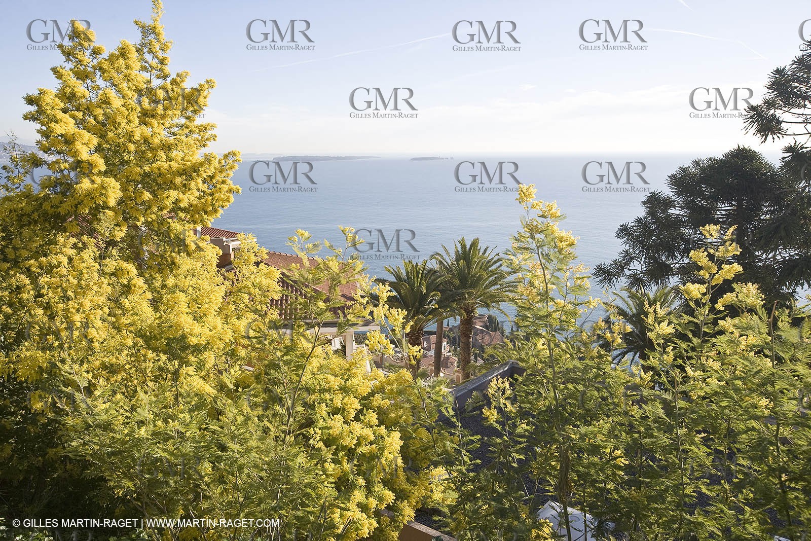 06 02 2008 - Théoule sur mer (FRA, 06) - Mimoses in full flower
