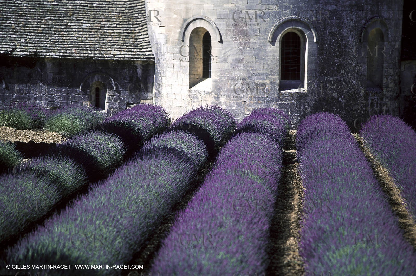 Hgher Provence - Lavender fields