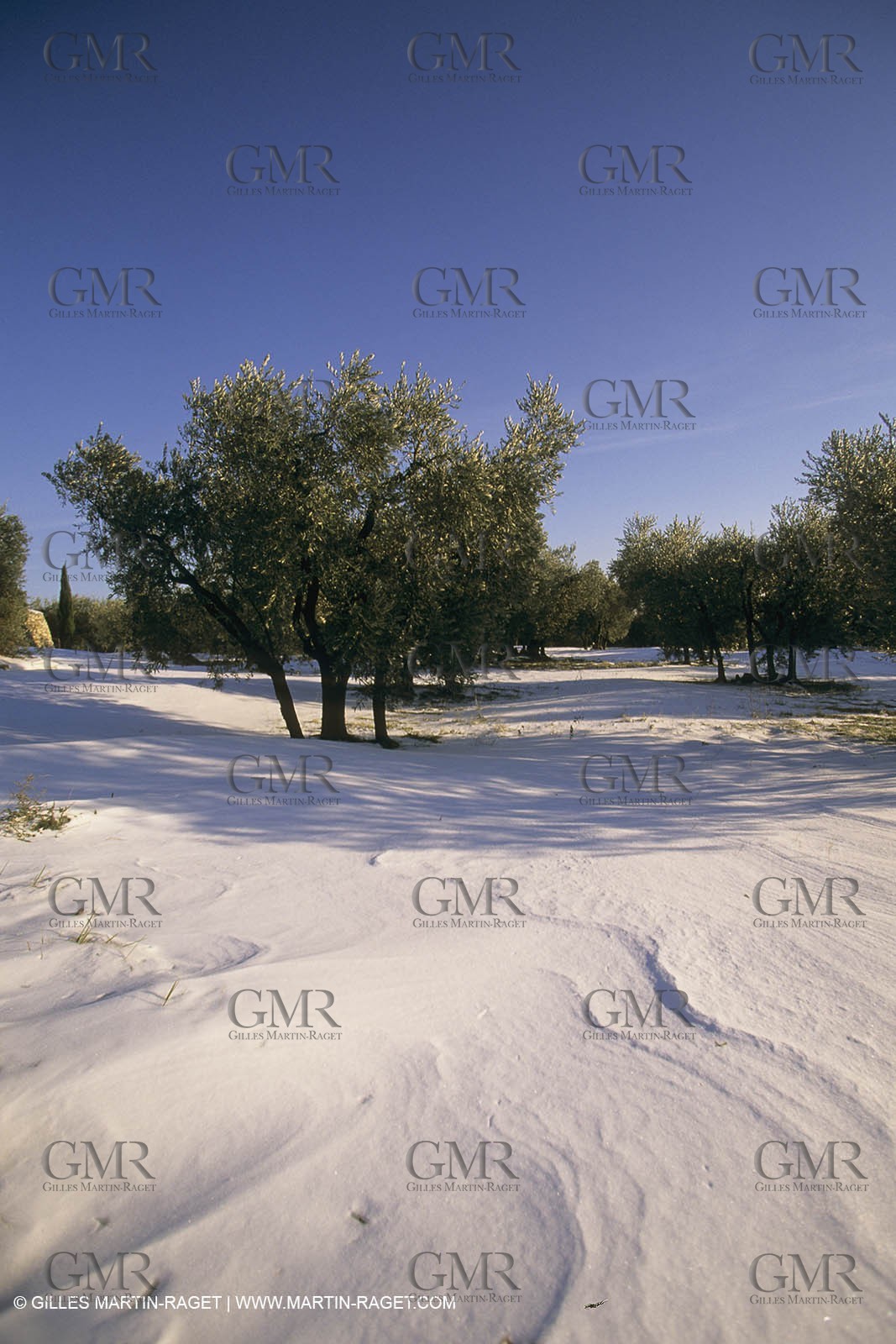 France, Provence, Neige en hiver   Snow in Provence