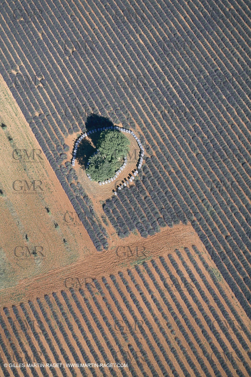 France, Provence, Lavender fields