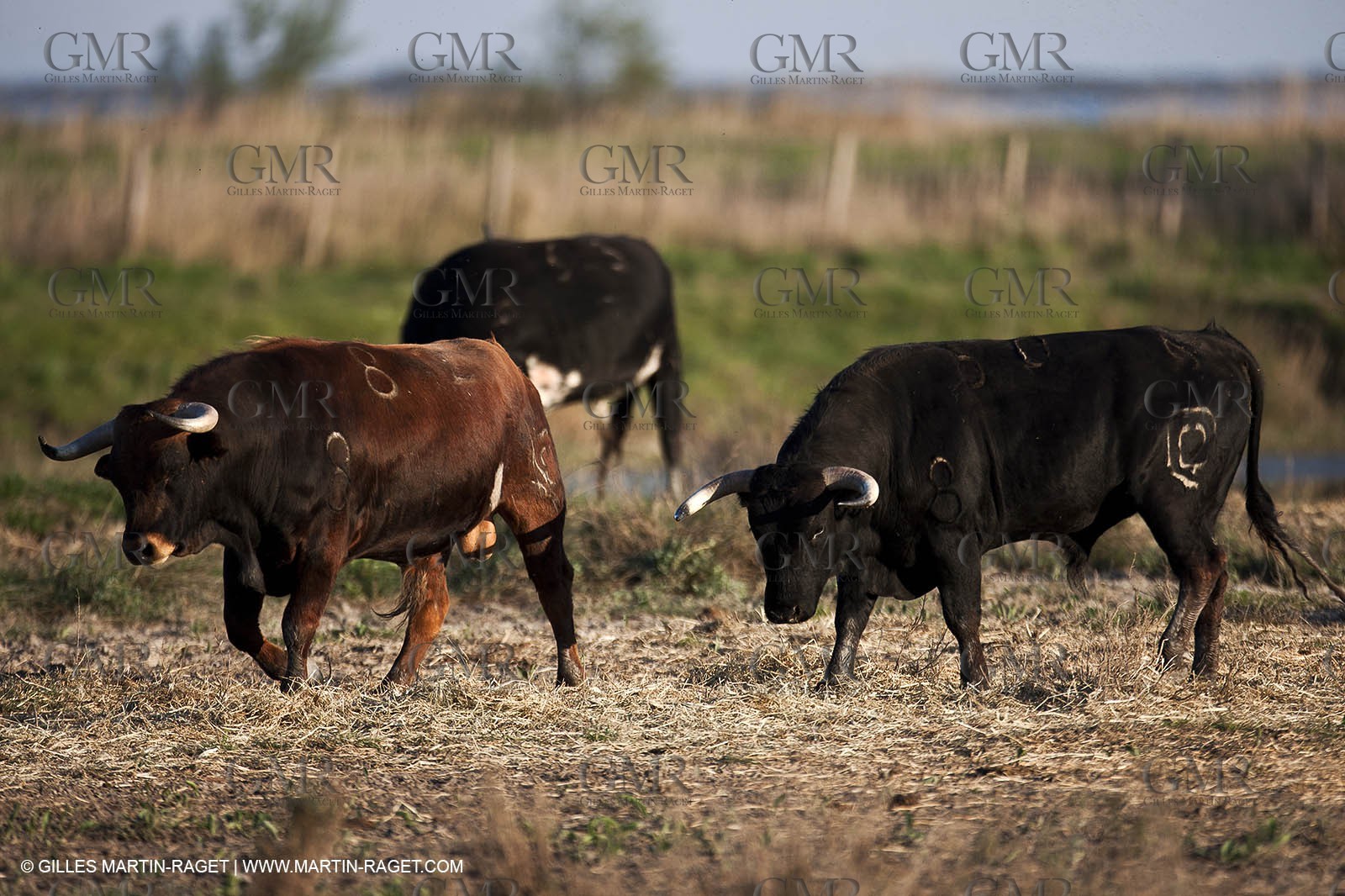 09 04 2011 - Arles (FRA,13) - Bulls fighting in Camargue