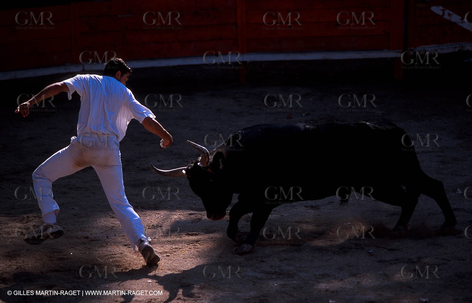 Camargue Bull game