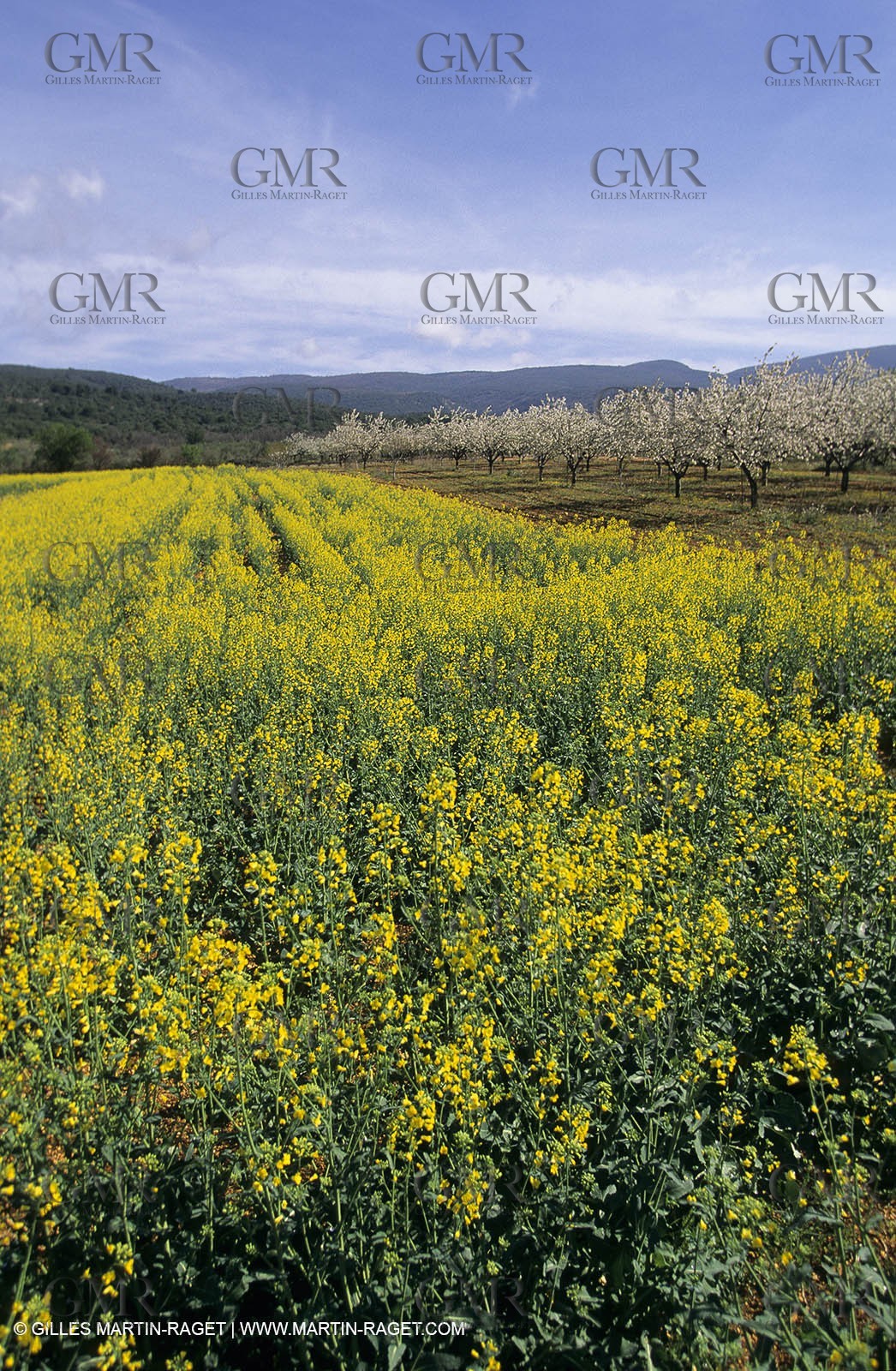 Alpilles (FRA,13), Rape fields