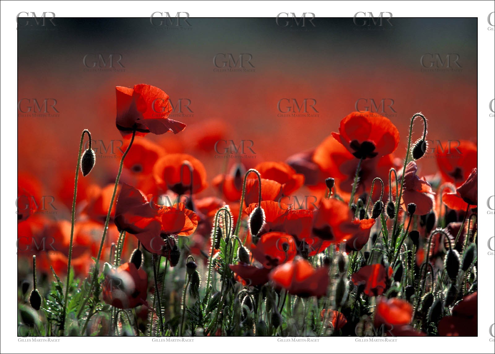 Poppies 1