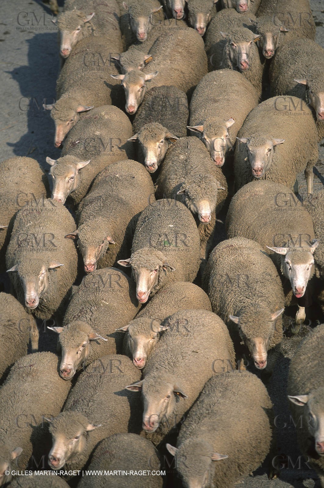 Saint Rémy de Provence (FRA,13) - Sheep stocks migration Fest