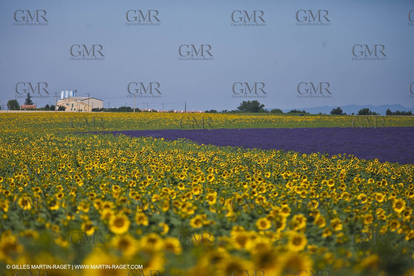 27 06 2011 - Valensole (FRA, 04) - Lavander fields