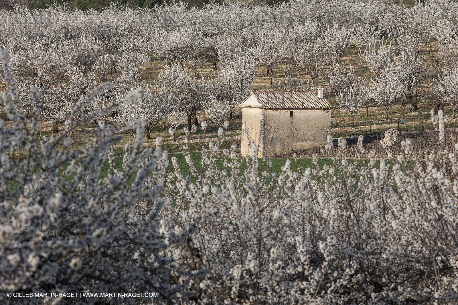 March 30th 2012 - Saint Saturnin les Apt (FRA, 84) - blooming cherry trees
