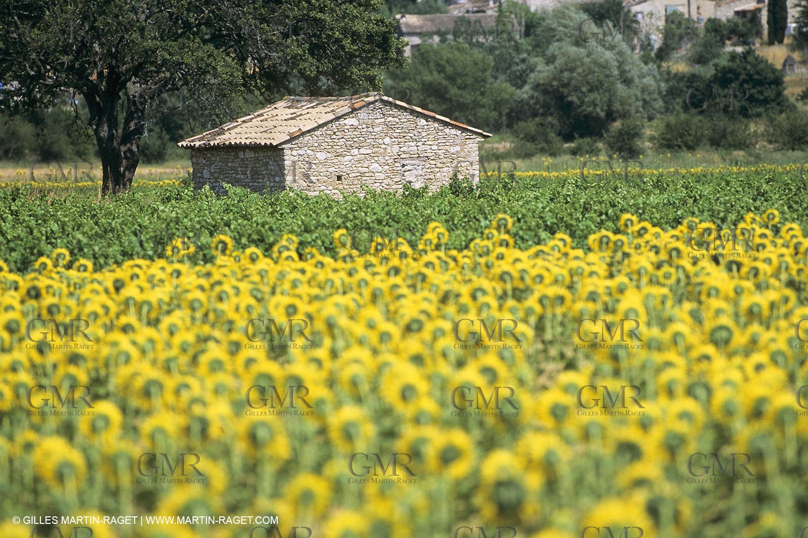 France, Provence, Champs de tournesols
