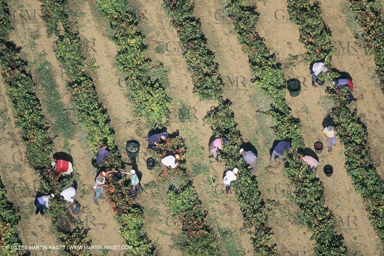 Vin, Vigne , Vendanges, vignification, vignobles, France, Provence, Côte du Rhône, Rosé