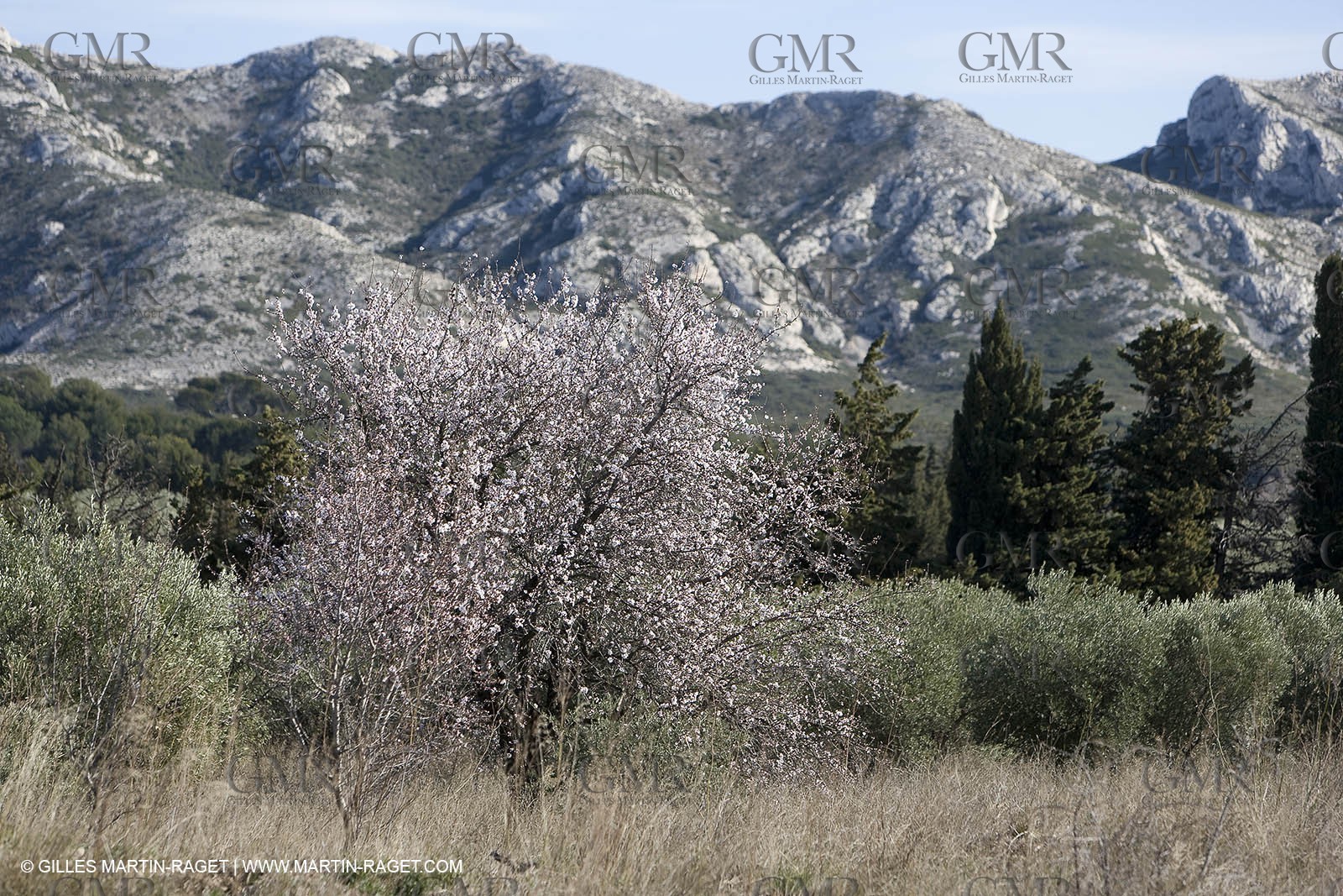 05 02 2008 - Arles (FRA, 13) - Paysages du Pays d'Arles