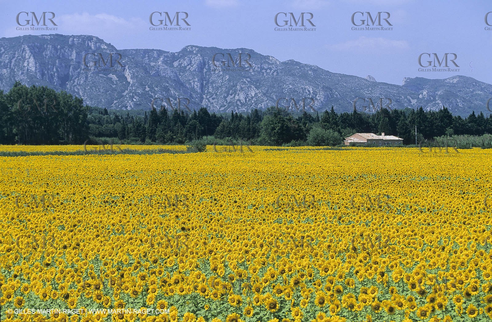Alpilles (FRA,13) - Champs de tournesols