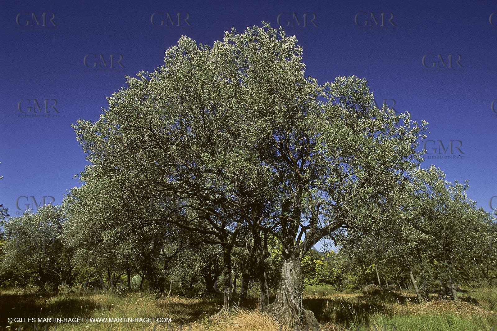 France, Provence, Oliviers, oliveraies, olive trees