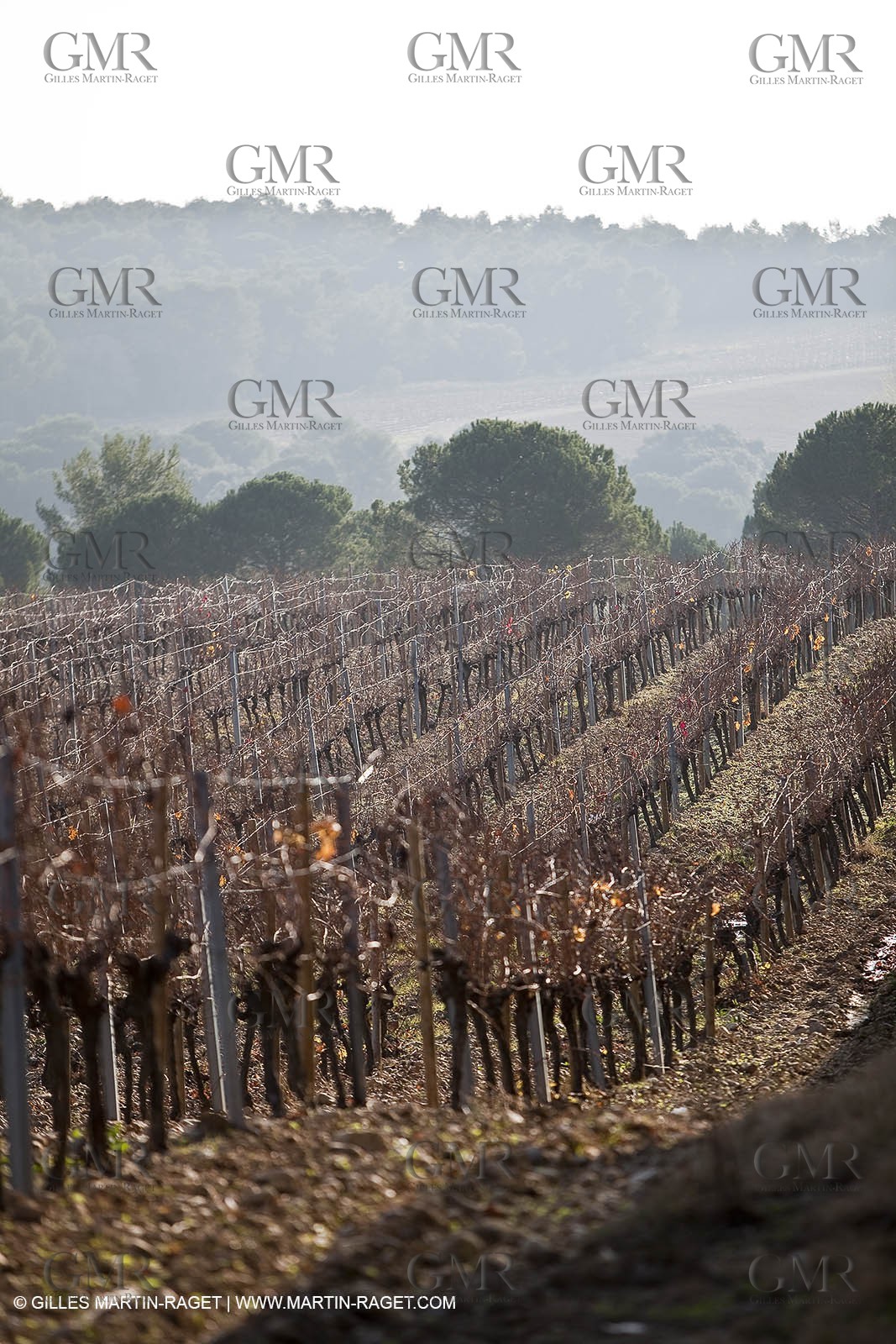 Saint Drézéry (FRA, 34), Domaine de Puech Haut