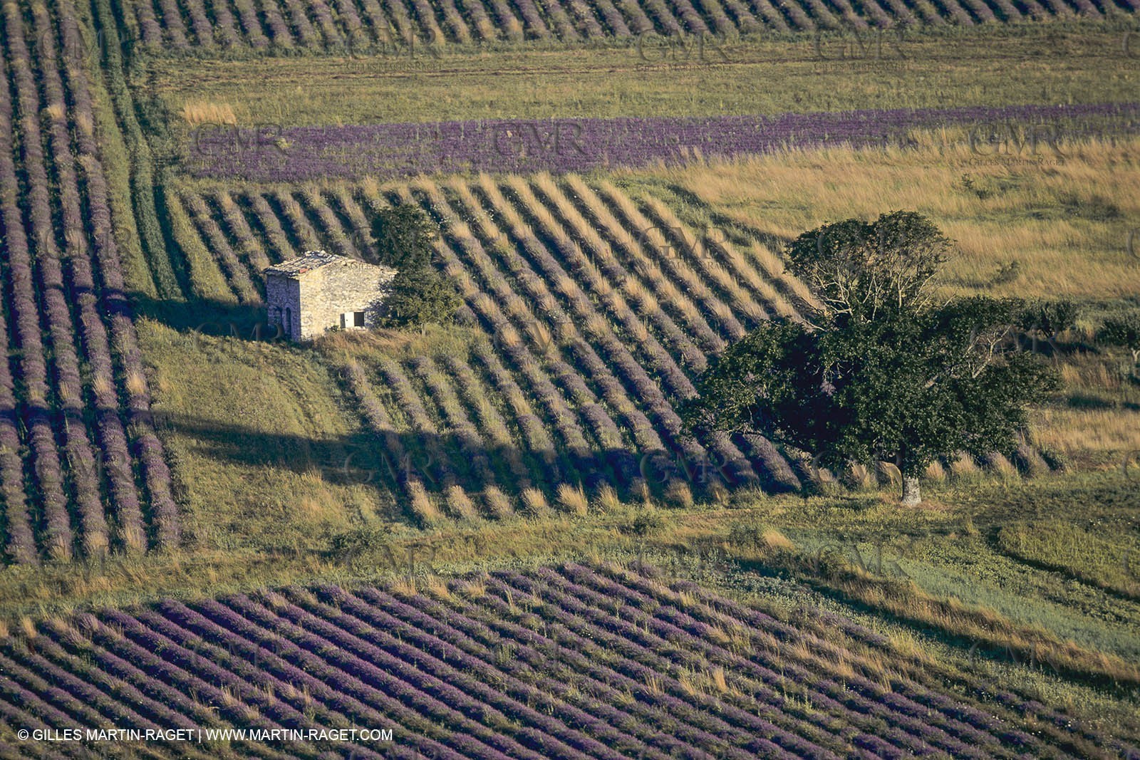 France, Provence, Lavender fields