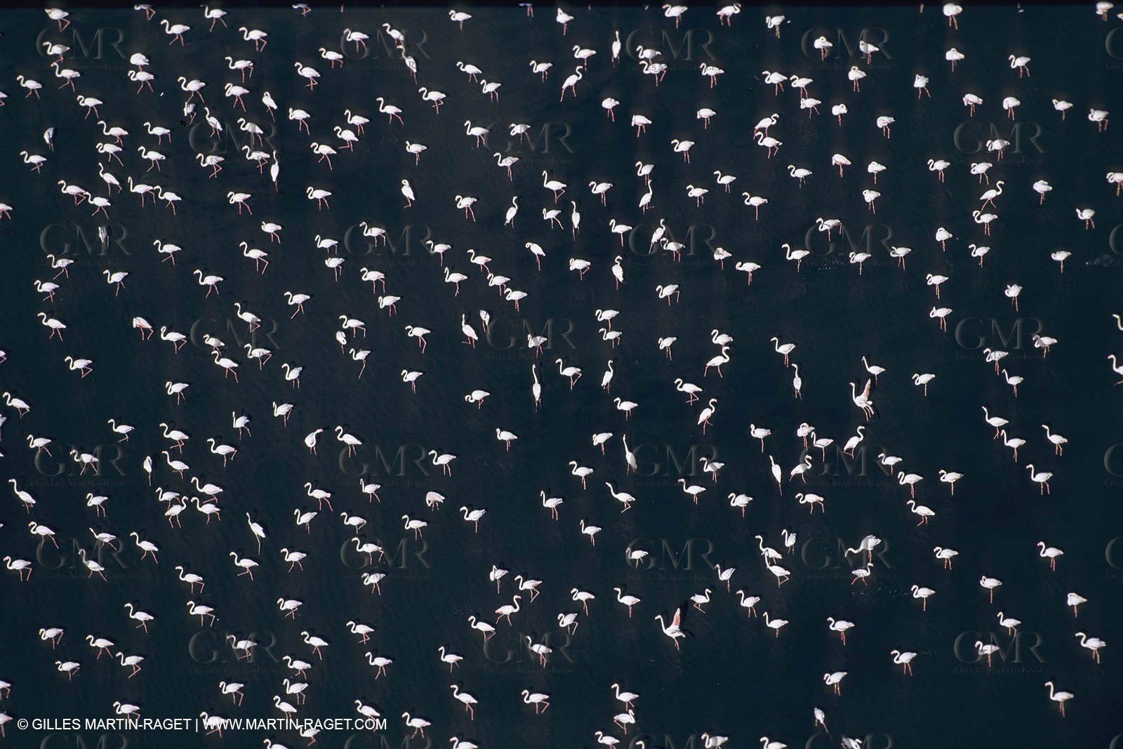 France, Provence, Camargue, Birds, Flamants, flamingos