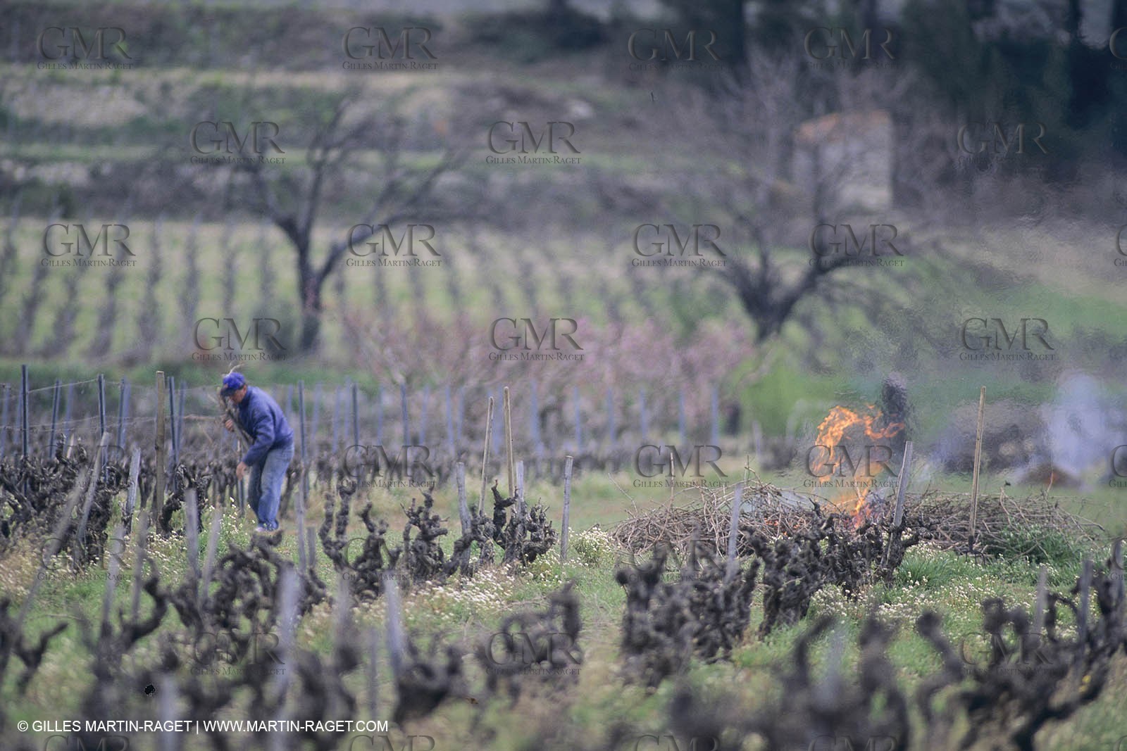 Vin, Vigne , Vendanges, vignification, vignobles, France, Provence, Côte du Rhône, Rosé