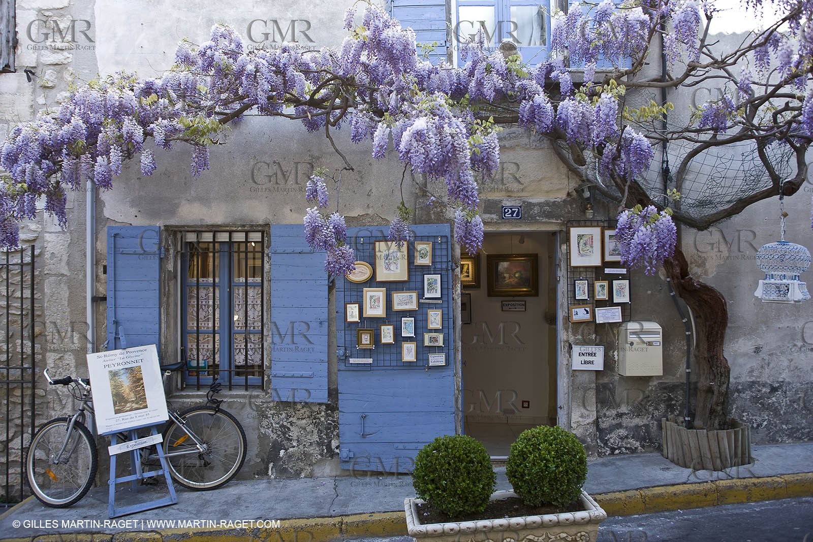11 04 2008 - Saint Rémy de Provence (FRA, 13) - Glycines in bloom