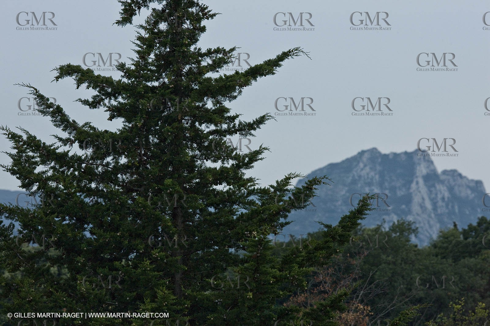 June 24th 2008 - Saint Rémy de Provence (FRA,13) - Alpilles hills landscapes