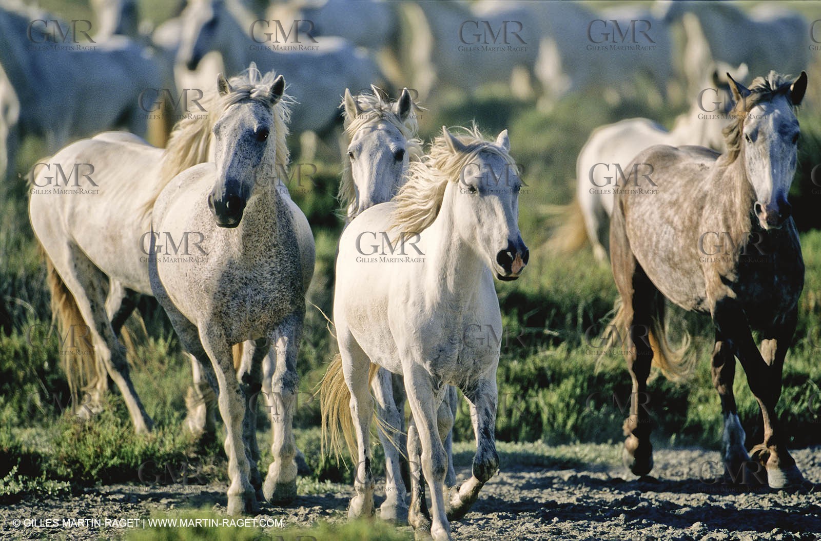 2000-2010- Arles - Les Saintes Maries de la mer (FRA,13) - Camargue horses