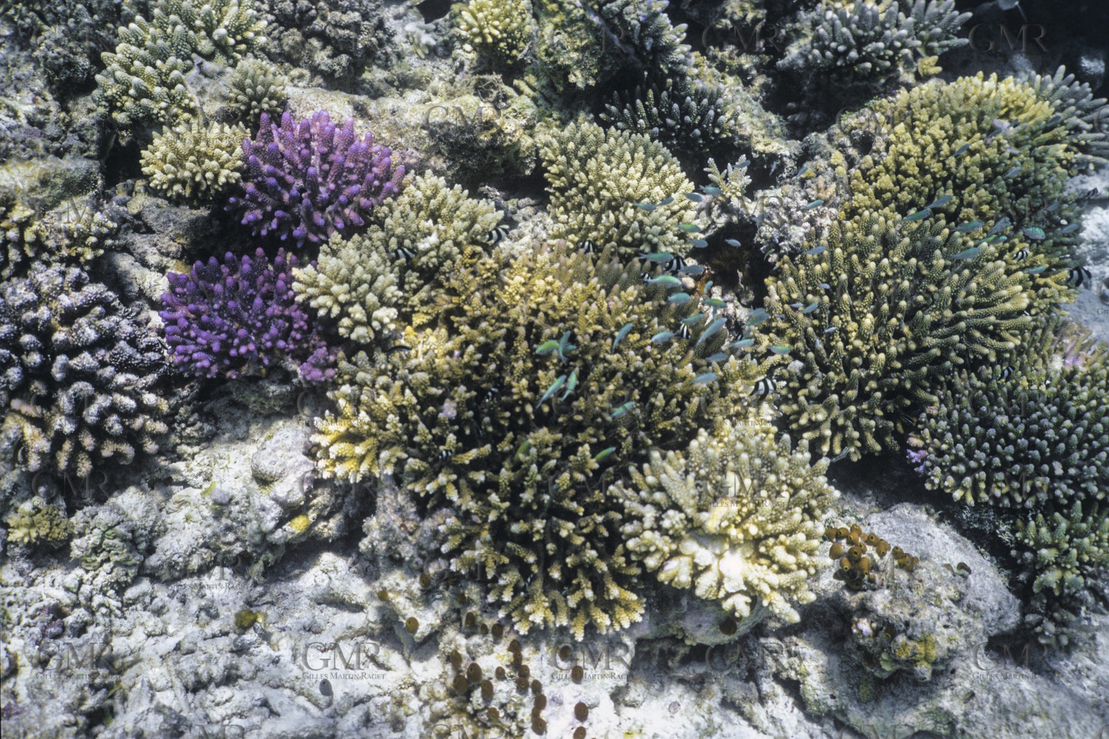 Destinations, Maldives