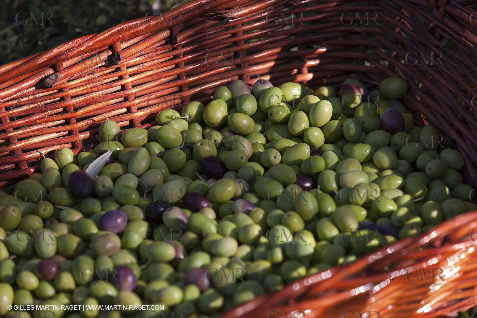 7 11 2012 - Saint Etienne du Grès (FRA,13, Alpilles) Olive harvest at Vallon Raget