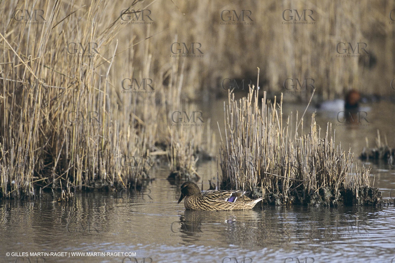 France, Provence, Camargue, Birds