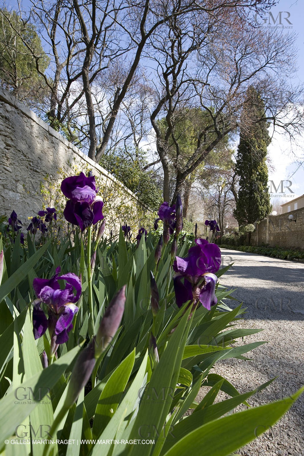 16 03 2008 - Saint Rémy de Provence (FRA, 13) - Saint Paul de Mausole - Les Iris