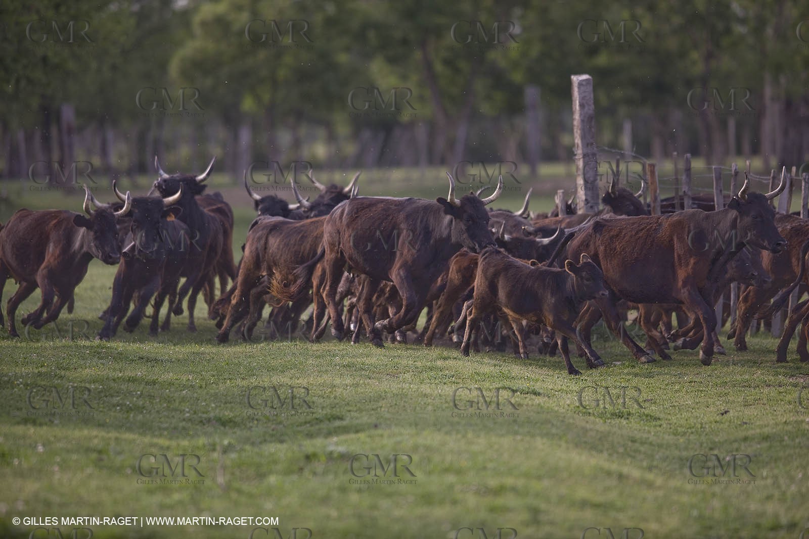 07 05 2008 - Le Cailar (FRA,30) - Stock work at Mas du Pont de Laute domain