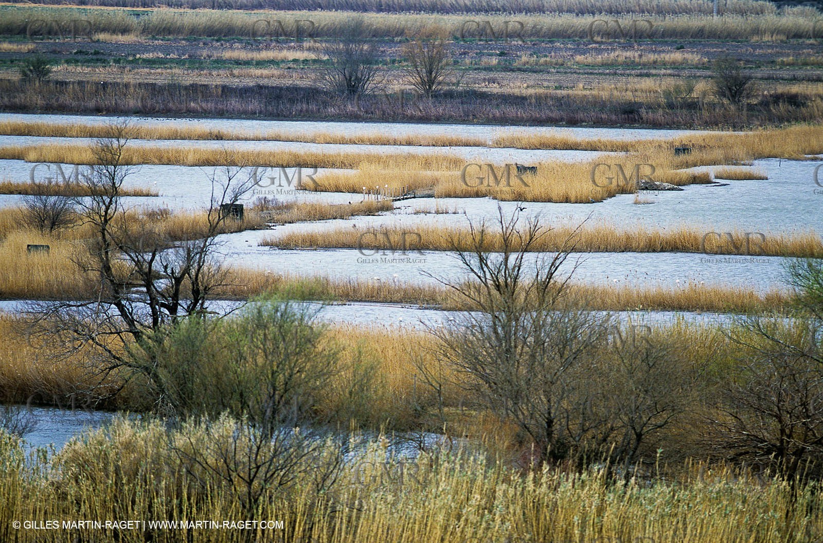 Camargue (FRA,13) - Flamingos in the Camargue