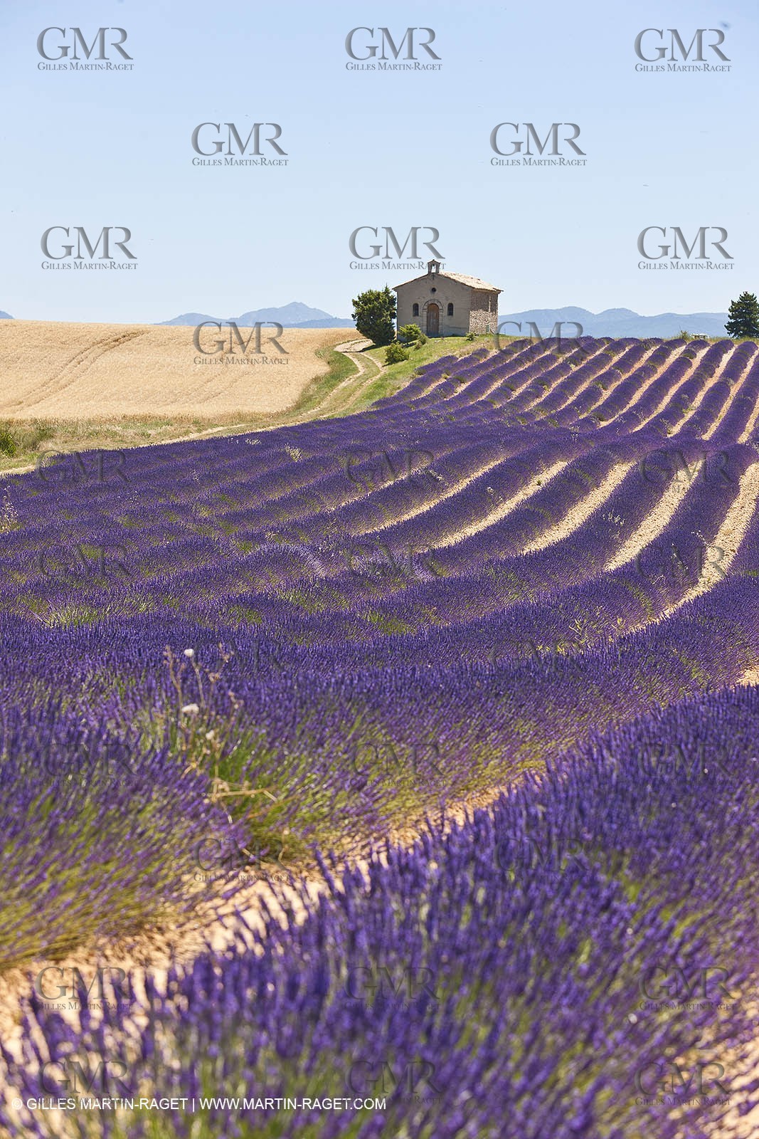 27 06 2011 - Entrevennes (FRA, 04) - Lavander fields