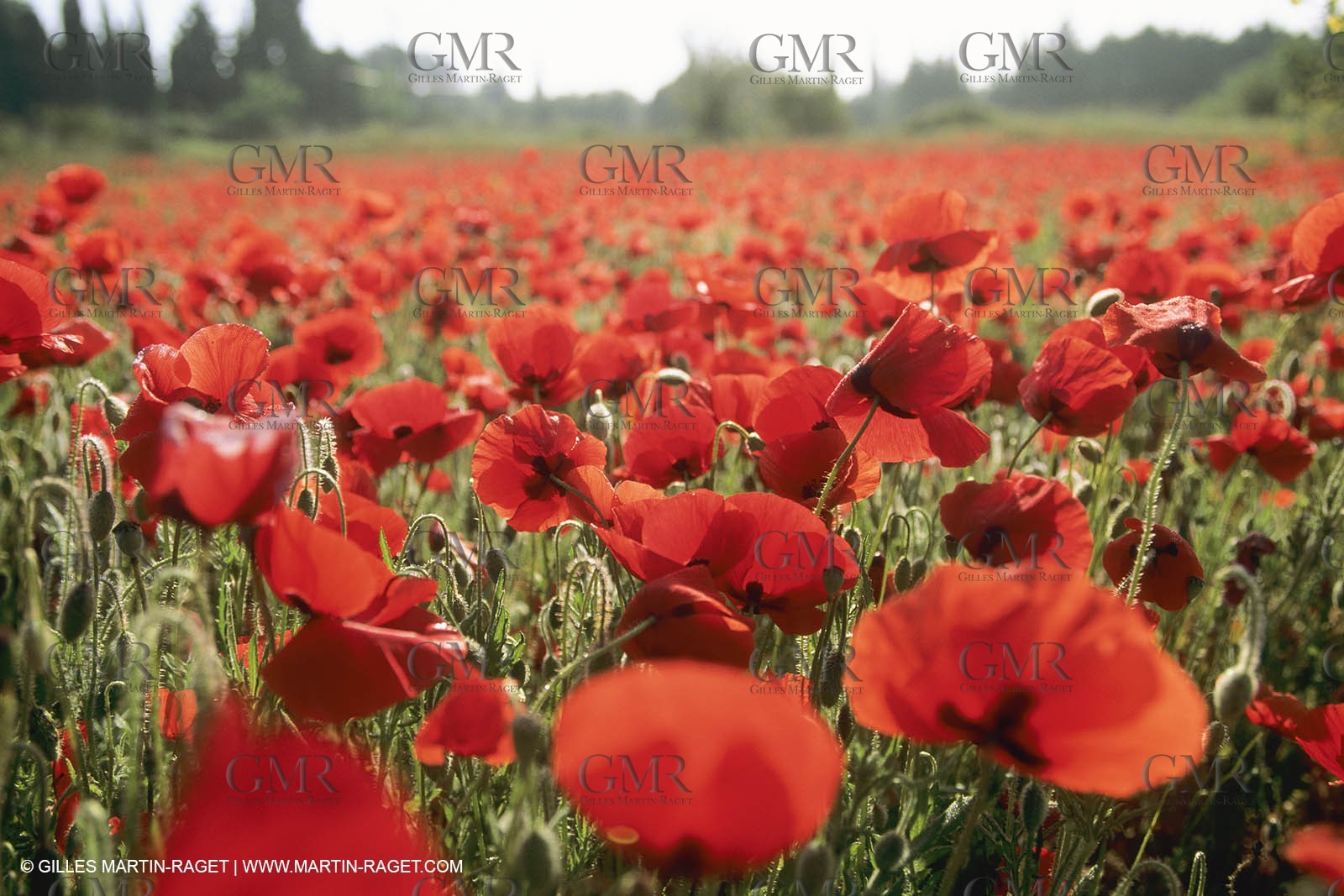 France, Provence, Champs de Coquelicots   Poppies fields