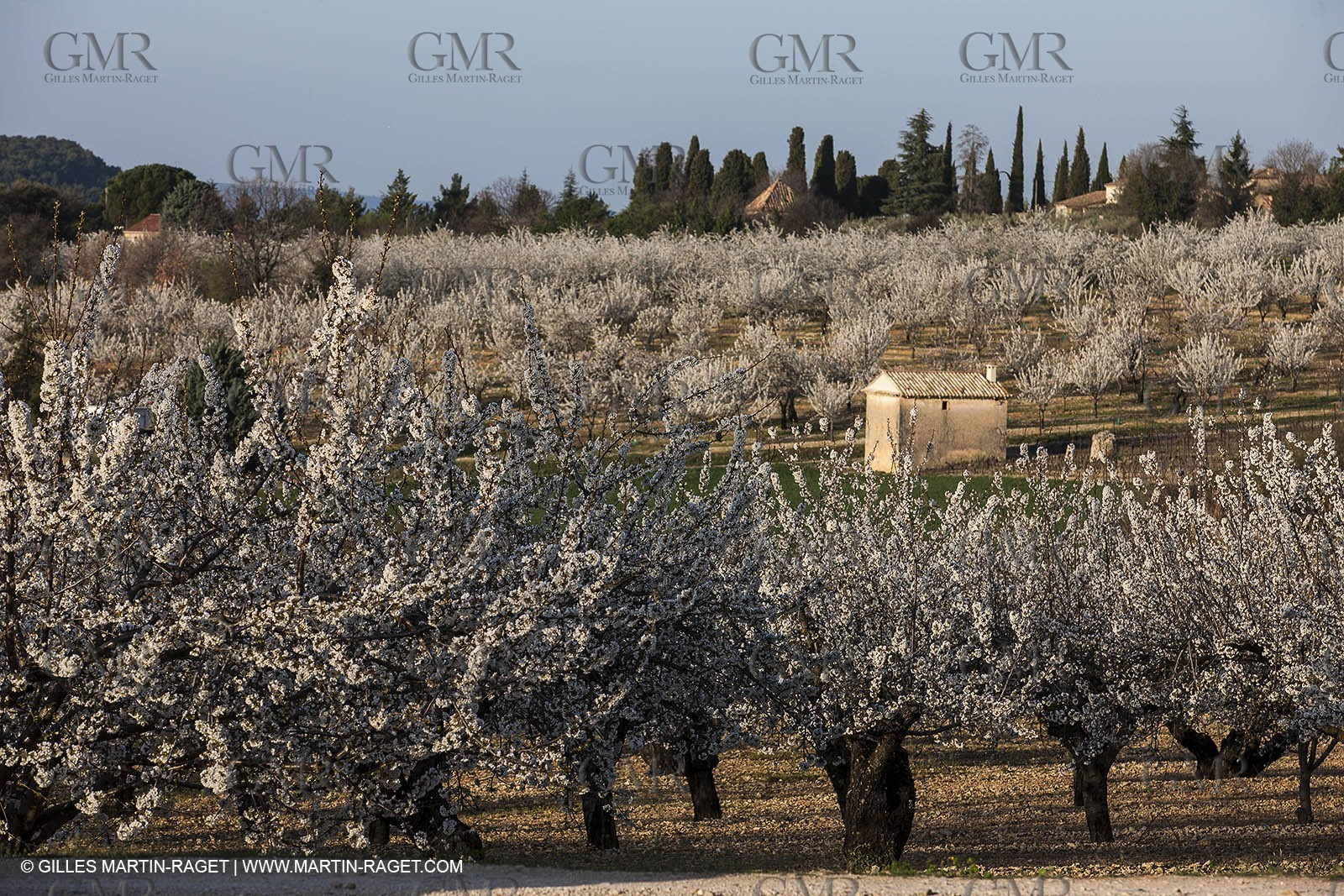March 30th 2012 - Saint Saturnin les Apt (FRA, 84) - blooming cherry trees