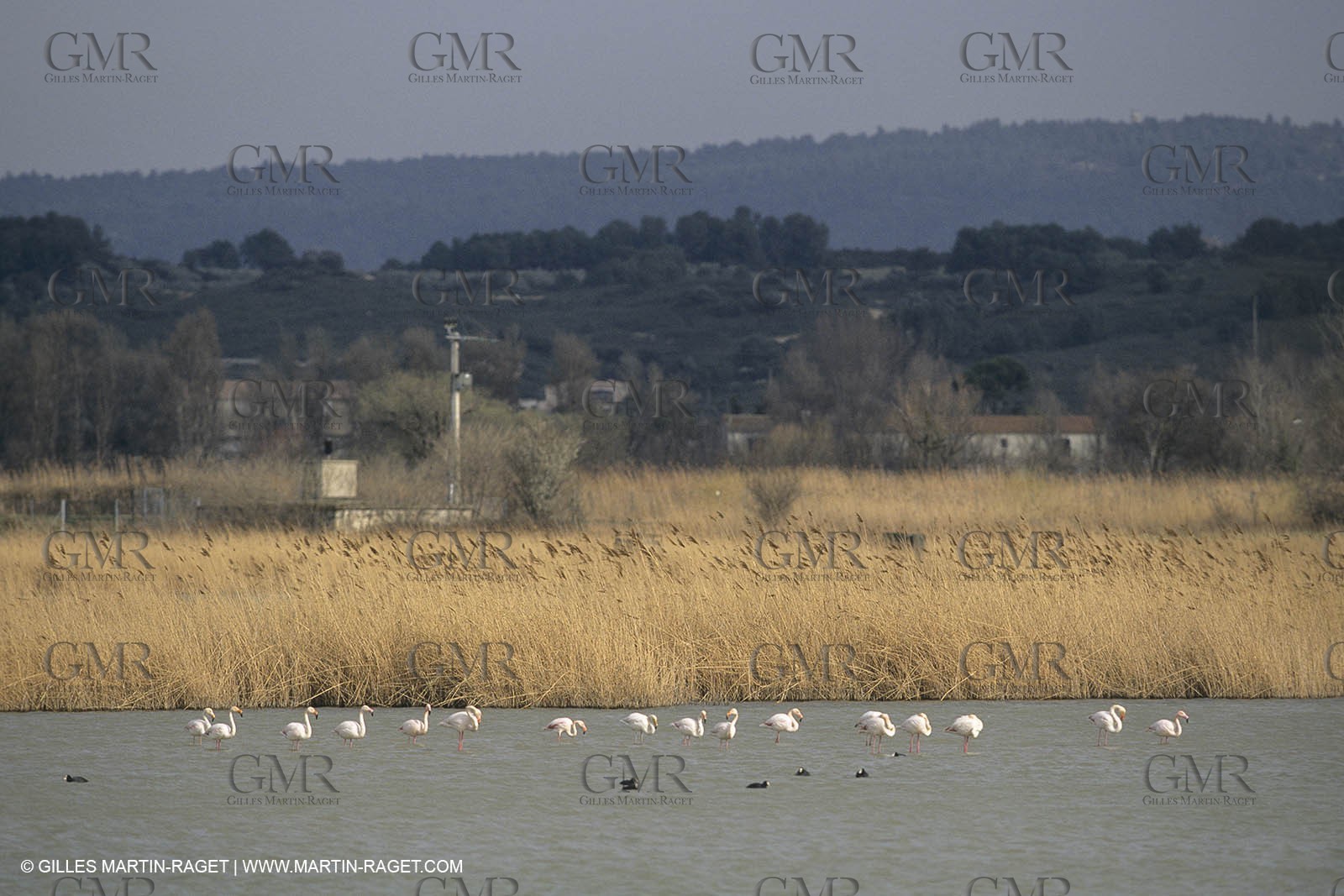 France, Provence, Camargue, Birds, Flamants, flamingos