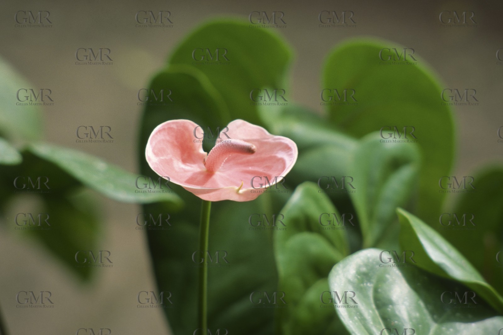 Destinations - Antilles - Saint Barth