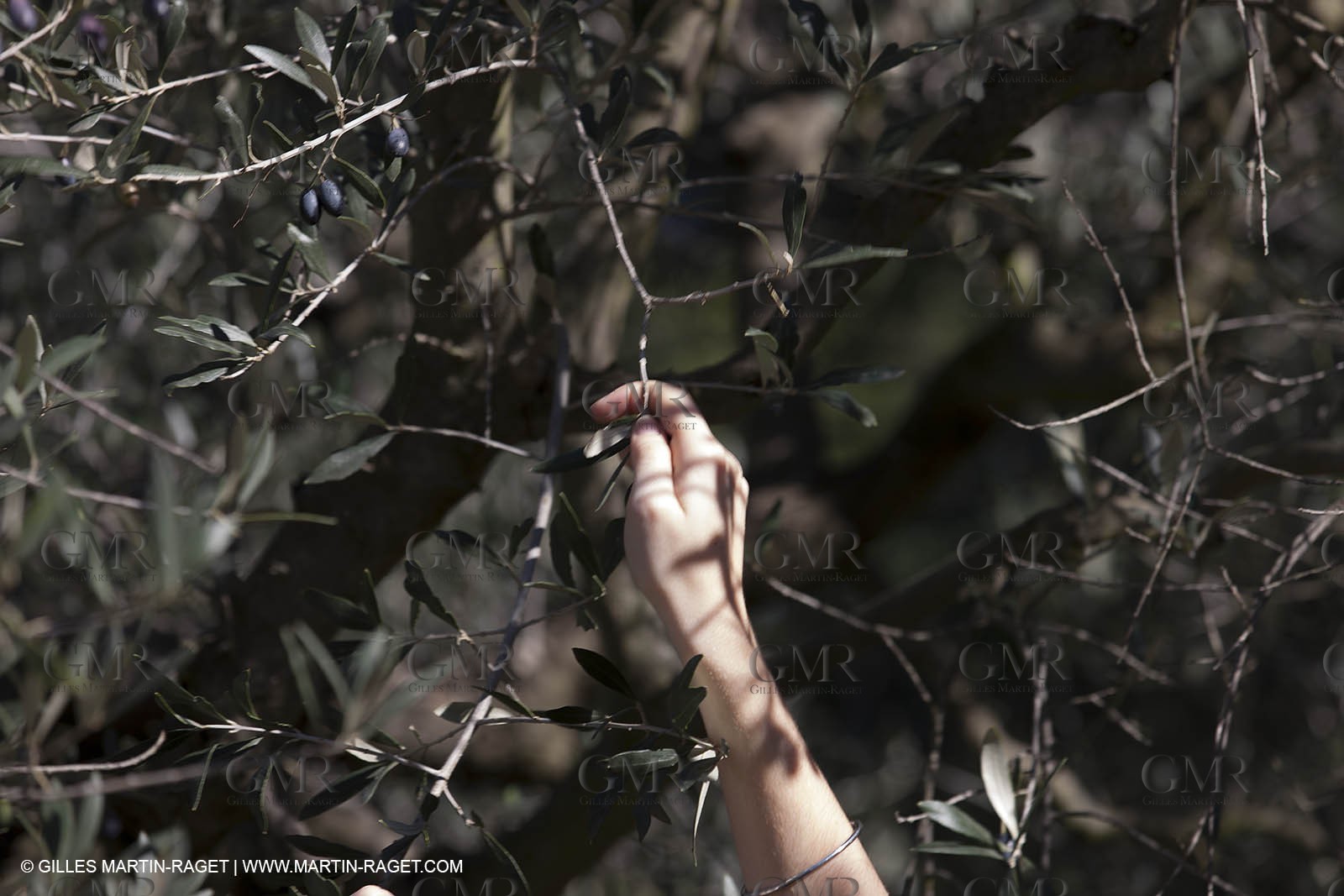 7 11 2012 - Saint Etienne du Grès (FRA,13, Alpilles) Olive harvest at Vallon Raget